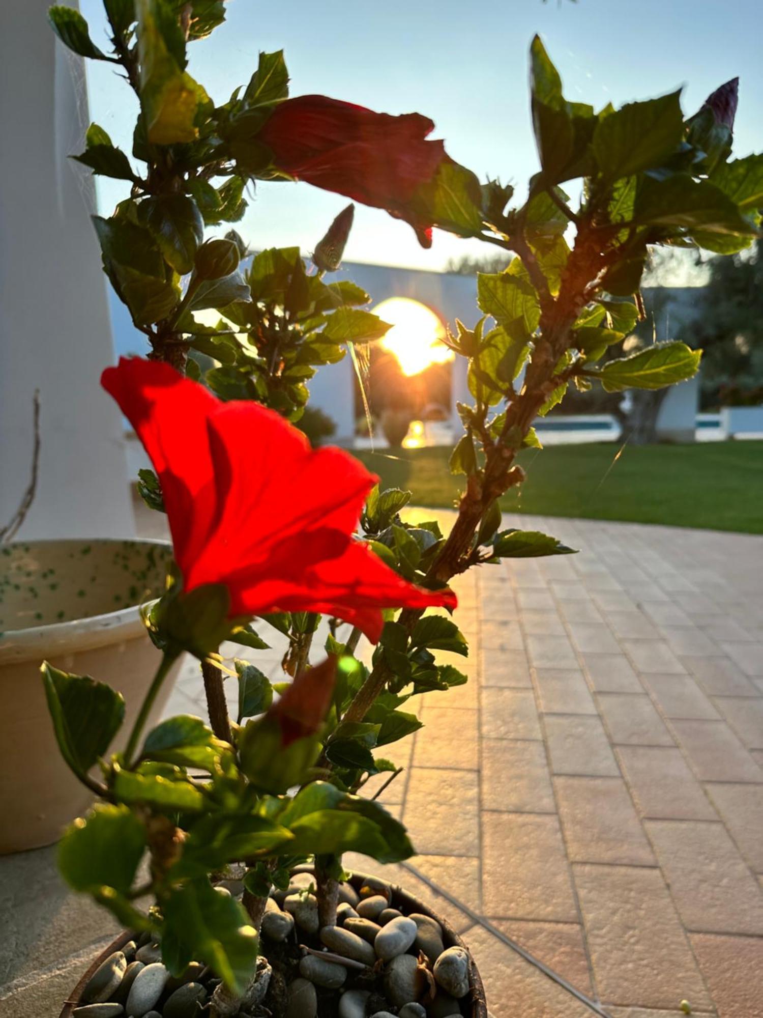 L'Ulivo Bed And Breakfast Savelletri ภายนอก รูปภาพ